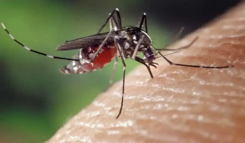 West Nile Virus Case Reported In Rockland For 2022 Season