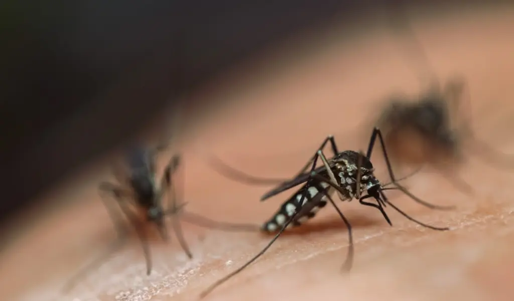West Nile Virus Has Caused Two Deaths In The City