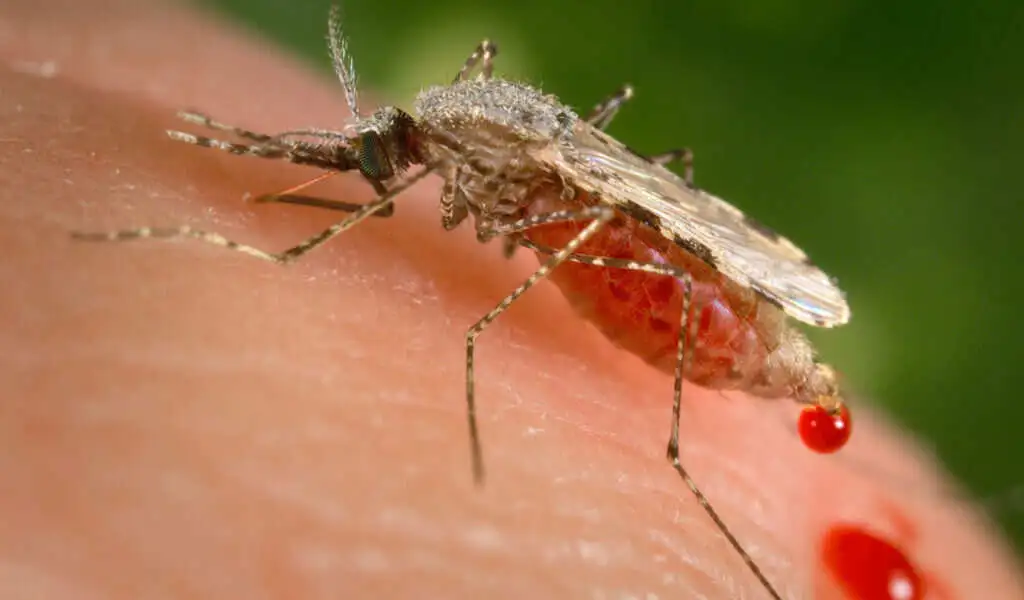 Malaria Outbreaks In Ethiopia Were Caused By Asian Mosquitoes