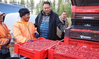 Finland, Sweden Accused of Exploiting Berry Workers from Thailand
