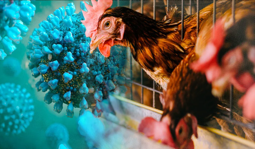 Avian Flu Outbreak Kills 50.54 Million Birds In The US