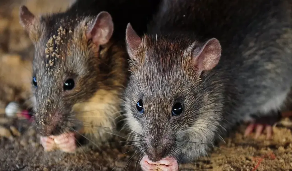 Indian Police Blame Rats for Eating 500 Kilograms Of Seized Cannabis