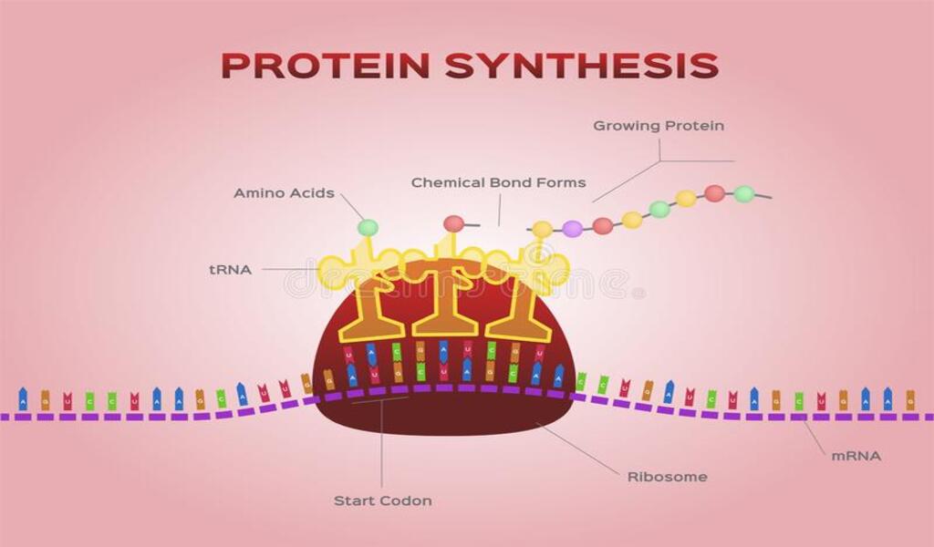 MicroRNA - What Is It & How Does It Work?