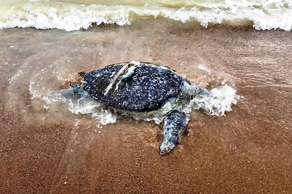 Sea Turtle Found Dead With 2Kg of Plastic Waste in its Stomach