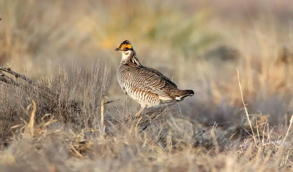 US Protects Rare Midwest Bird As Prairie Suffers