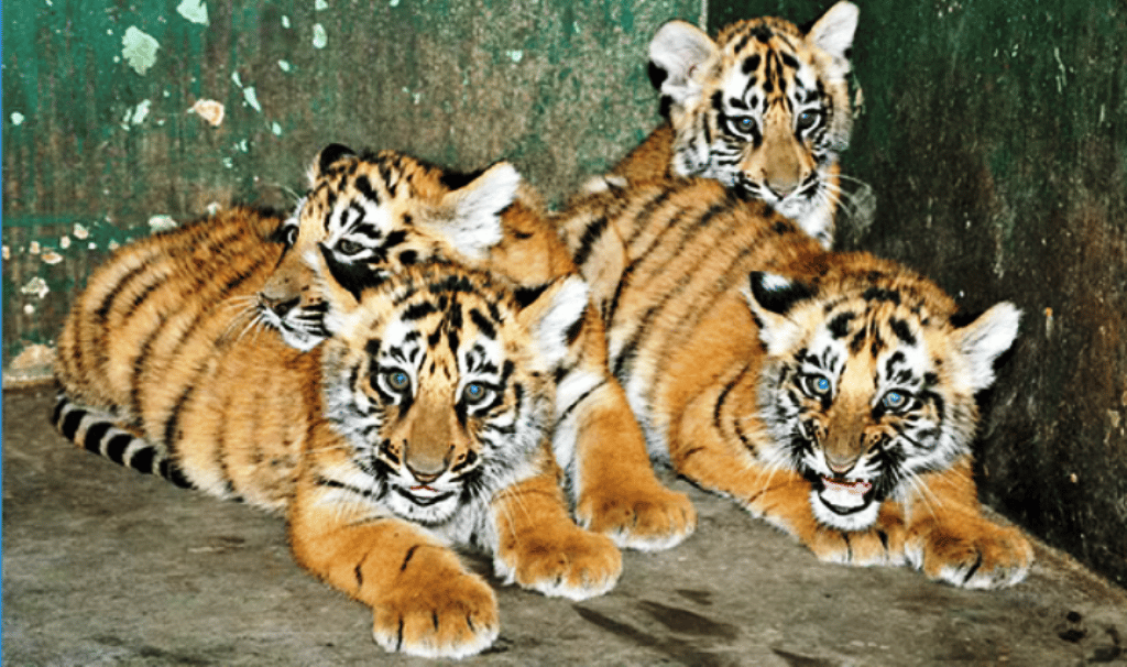 Wildlife Trader Selling 4 Tiger Cubs Arrested