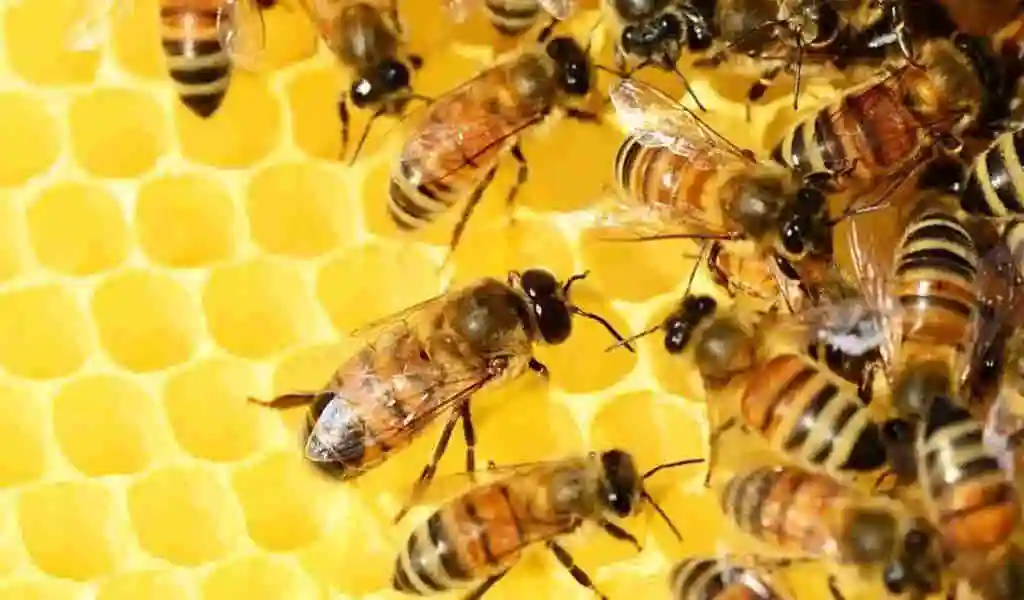 Honey Bee Life Spans Are 50% Shorter Today Than 50 Years Ago