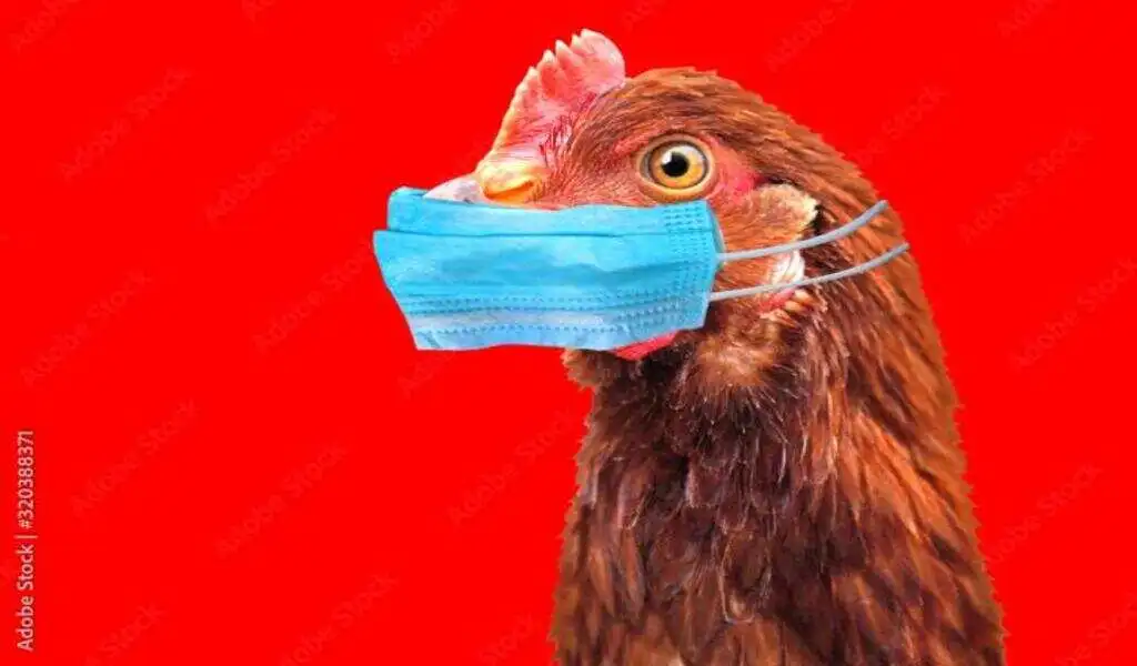 After Avian Flu Was Detected In Webster County, Nearly 9,000 Hens Were Destroyed