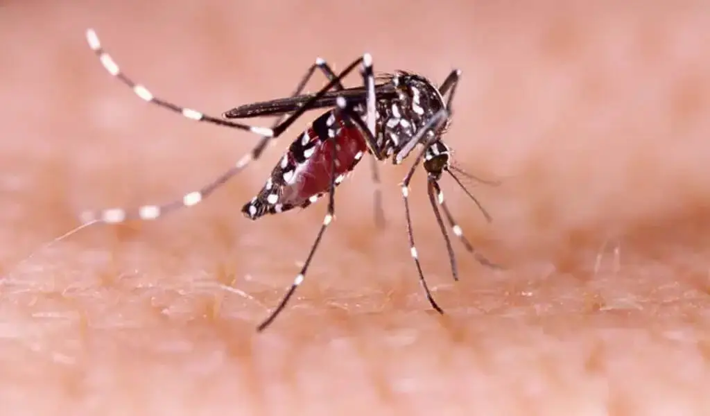 Dengue Cases Reported In Maricopa County, Free Tests Available