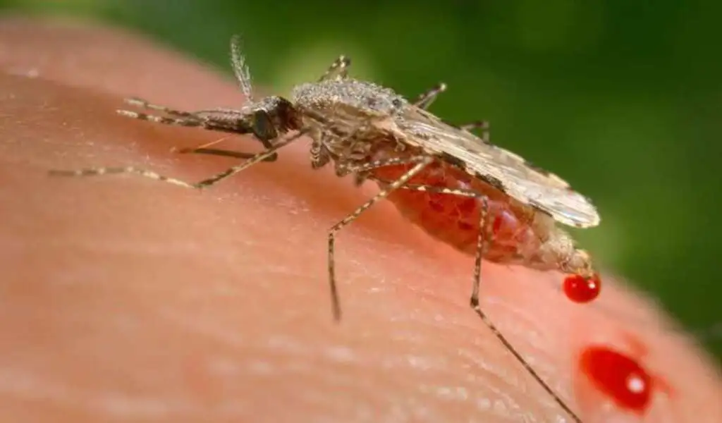 African Malaria Progress Could Be Halted By Invasive Mosquitoes