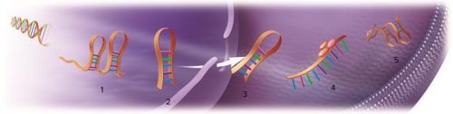 microRNA LifeCycle 1