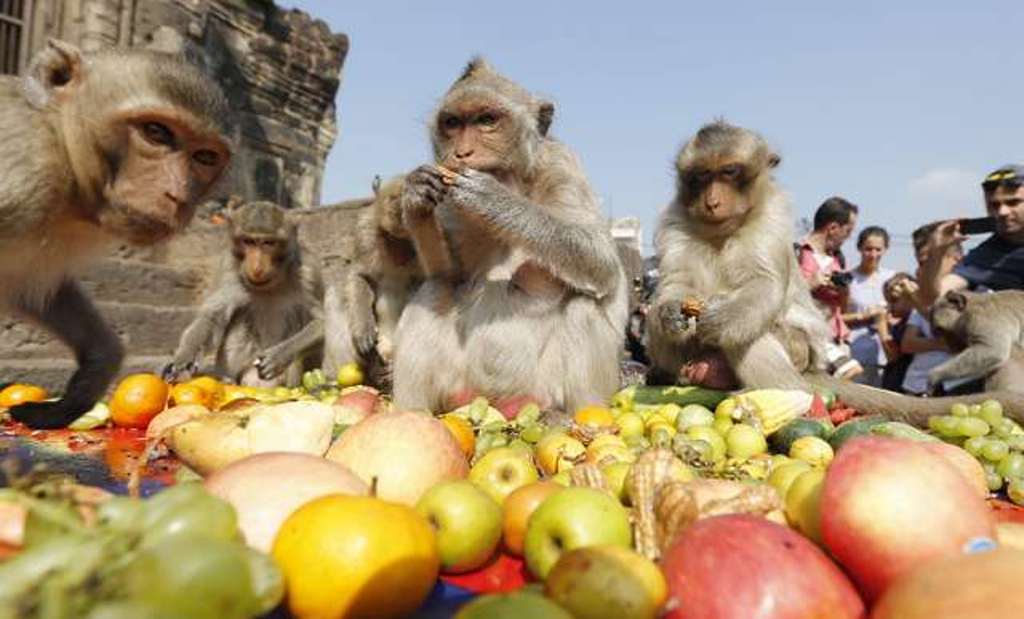 Over 3000 Monkeys Enjoy Feast in Lopburi Thailand