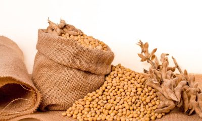 Soy is Beneficial For Animal Nutrition