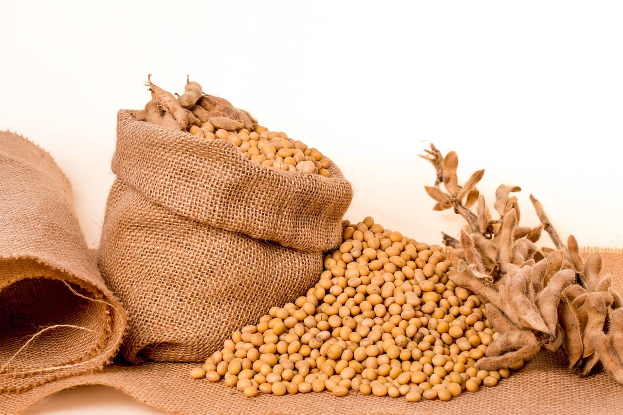 Soy is Beneficial For Animal Nutrition