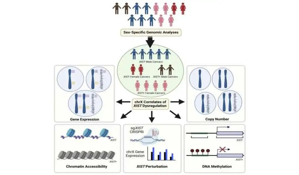 X-Chromosome Silenced In Some Male Cancers