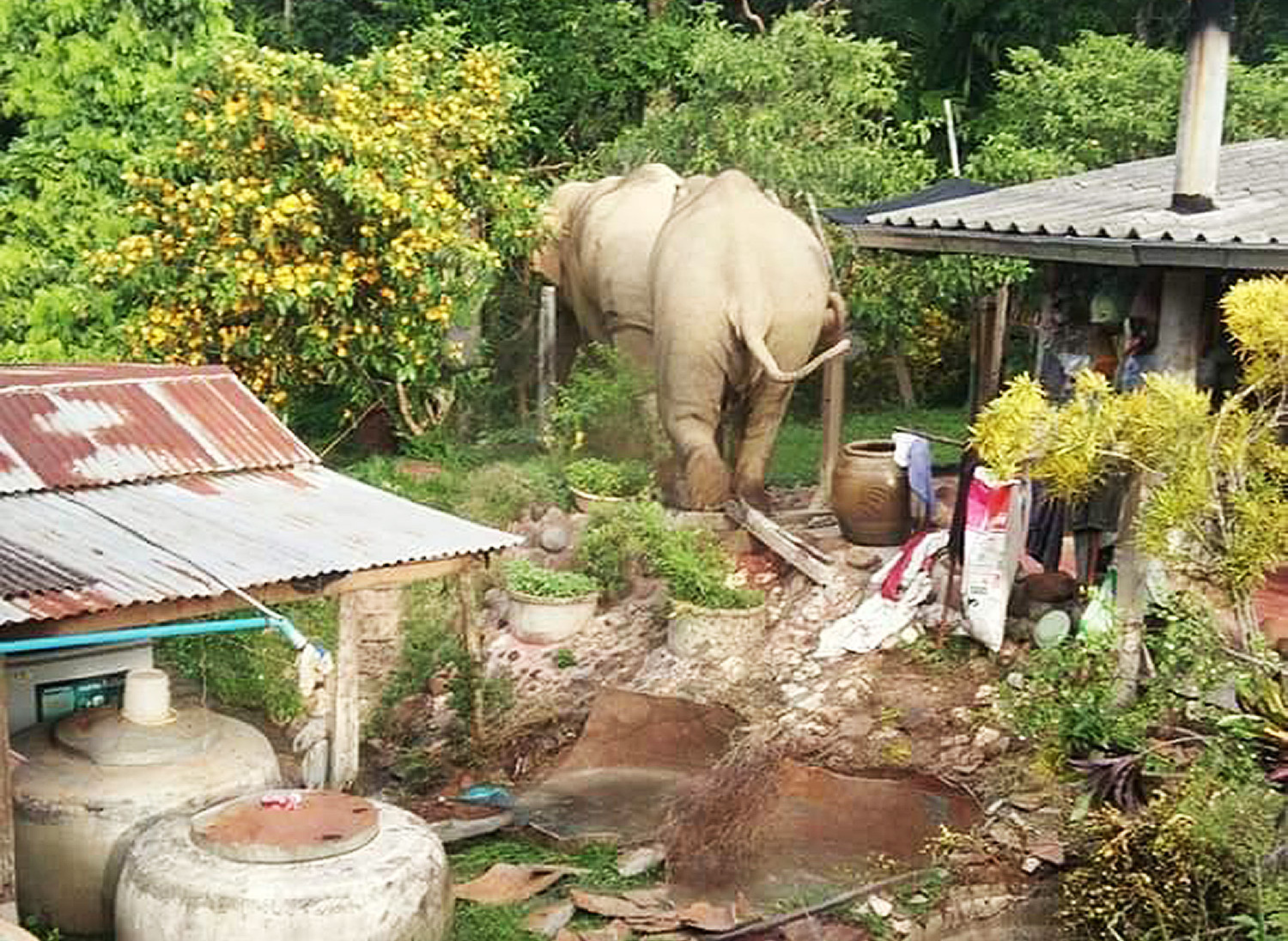 Hungry Wild Elephants Raid Villagers Homes in Search of Food