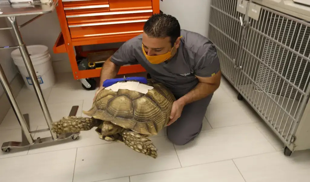 California Man Avoided Prison For Attacking A Tortoise In 2021