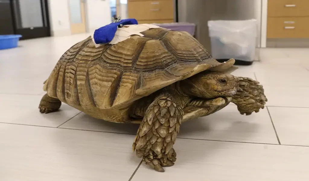 California Man Avoided Prison For Attacking A Tortoise In 2021