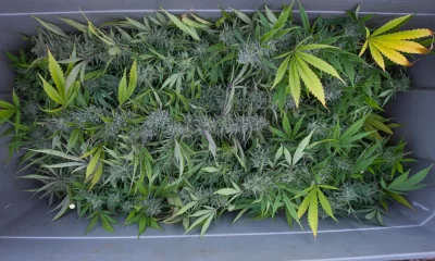 Eau Claire Store Owner in Banbury Place Charged with dealing Marijuana