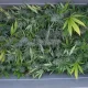 Eau Claire Store Owner in Banbury Place Charged with dealing Marijuana
