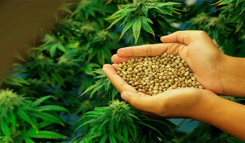 High Tide has Started Selling Cannabis Seeds Online in the U.S.