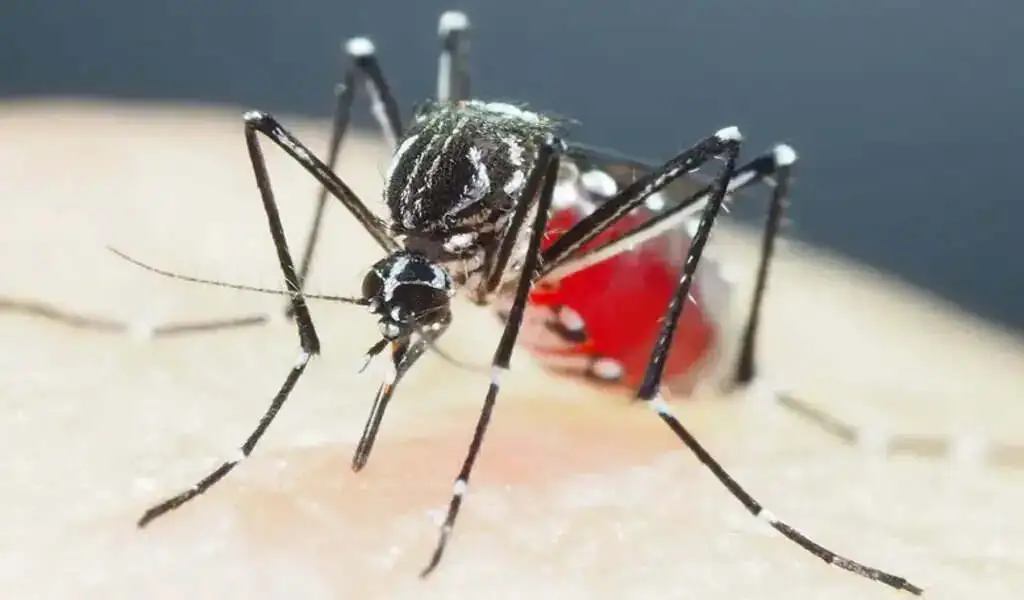 Mosquitoes In Vietnam And Cambodia Are Now Resistant To Insecticides