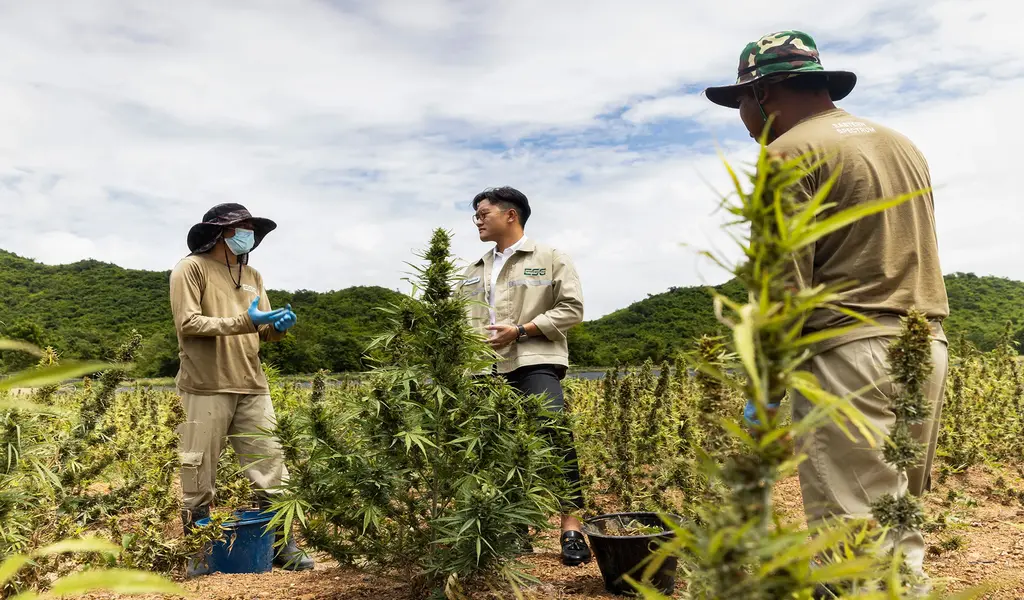 Thai PM Urged to Reconsider Decriminalization Of Cannabis