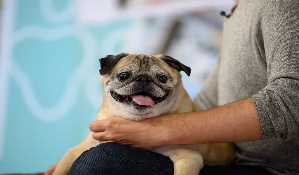 TikTok Star Noodle The Pug Who Went Viral For "Bones, No Bones" Days Died At 14