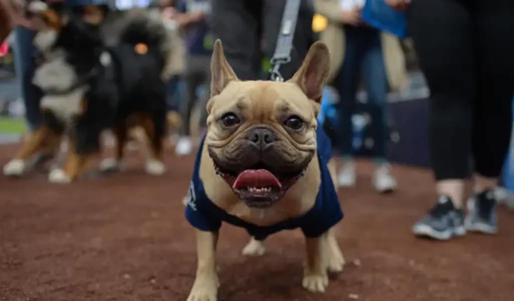 TikTok Star Noodle The Pug Who Went Viral For "Bones, No Bones" Days Died At 14