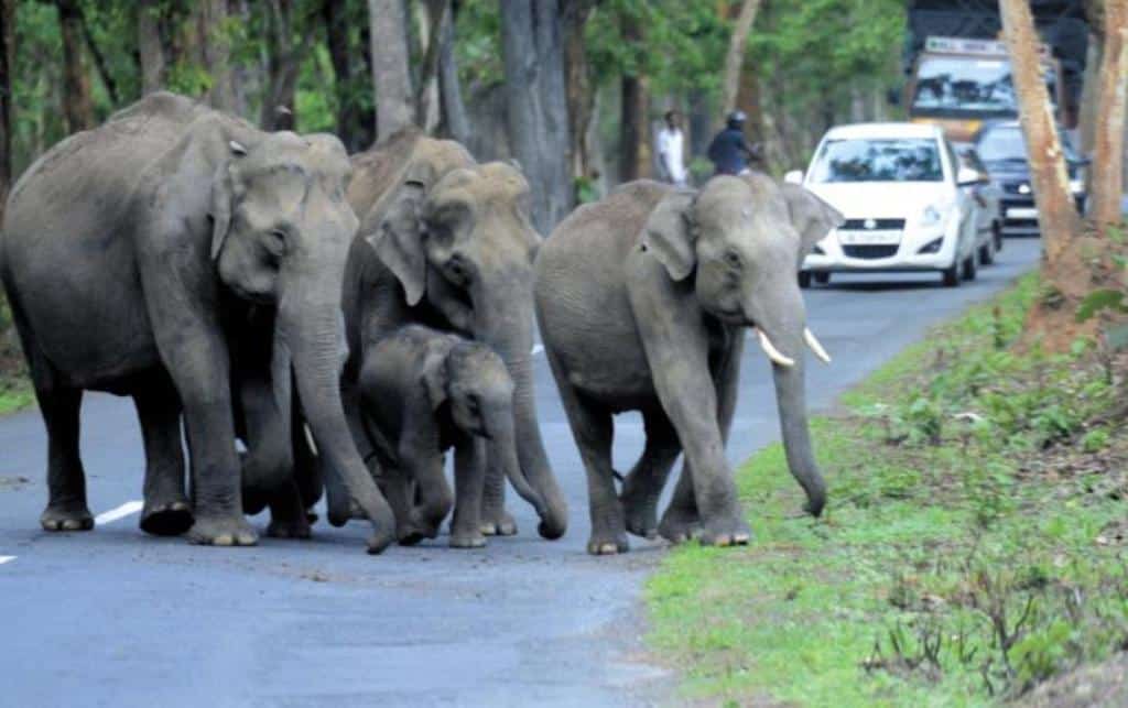 Wild Elephants Block Road Stranding Over 100 Vehicles