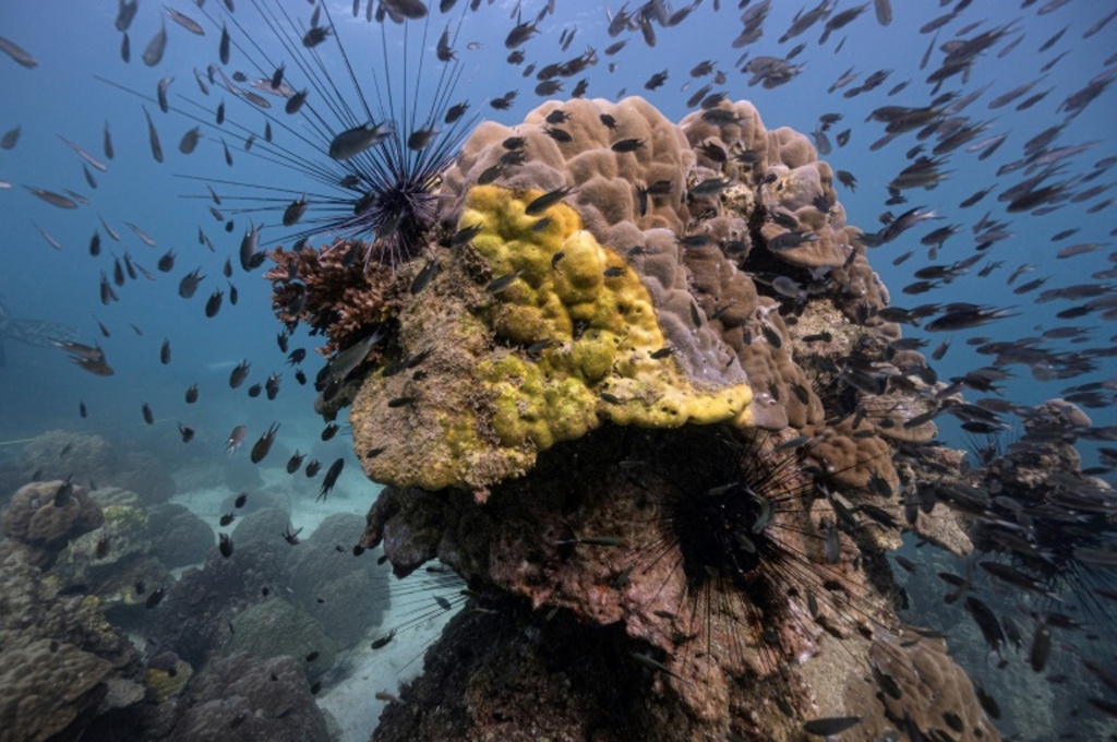 Coral Reefs in the Gulf of Thailand Dying from Yellow-Band Disease