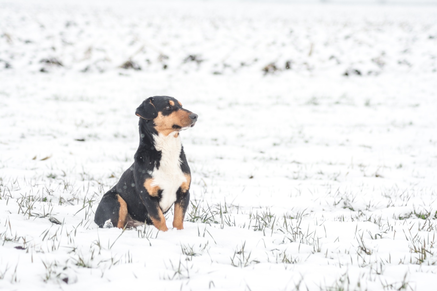 small-cute-puppy-snowy-field.jpg