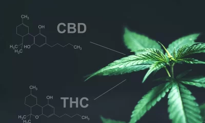 cannabis THC