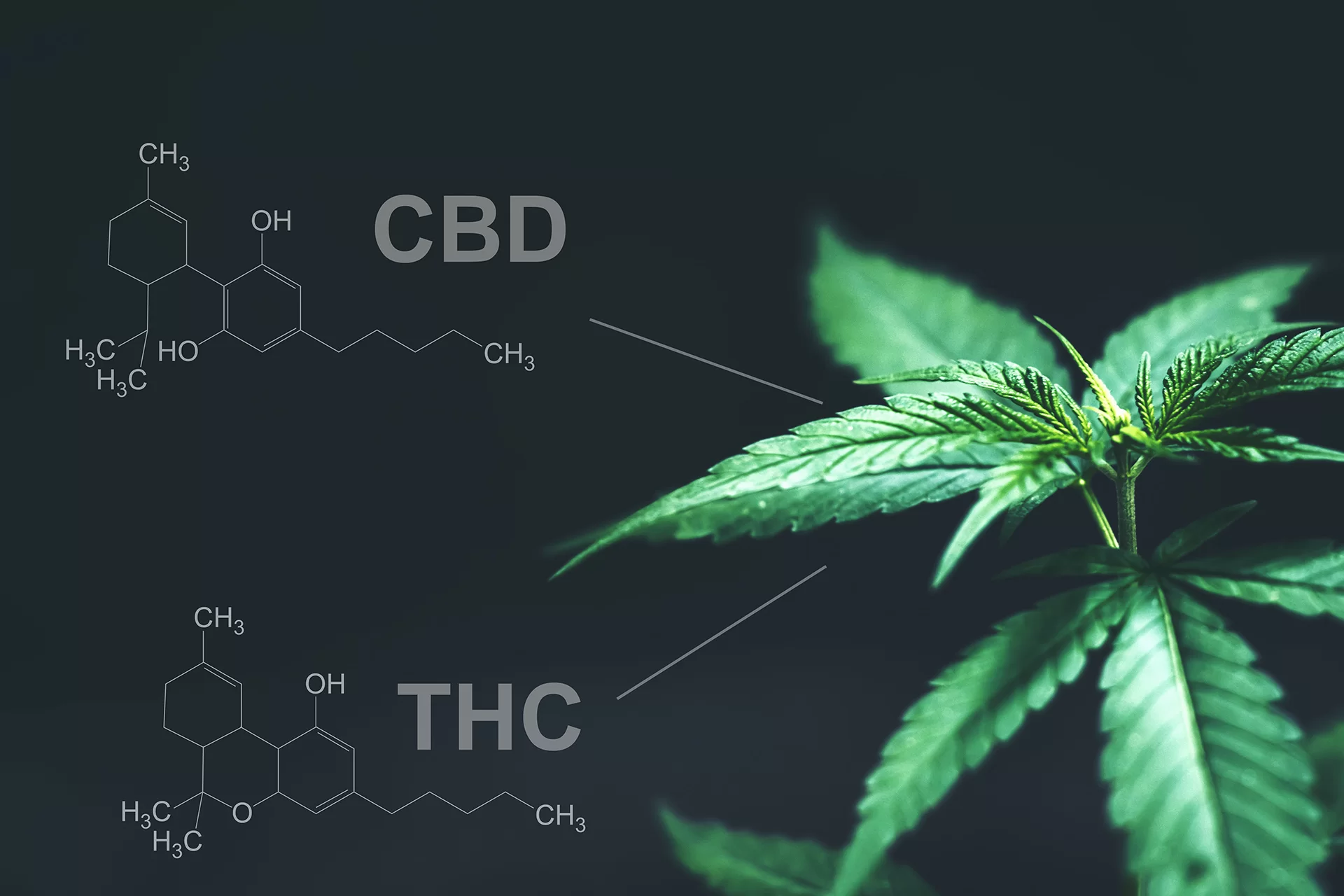 CBD Broad Spectrum