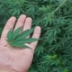 Cannabis' Benefits To The World