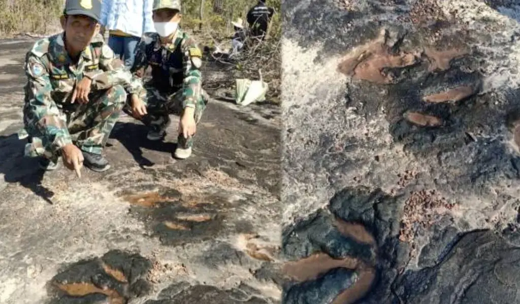 Dinosaur Footprints Found in Kalasin’s Phu Faek forest