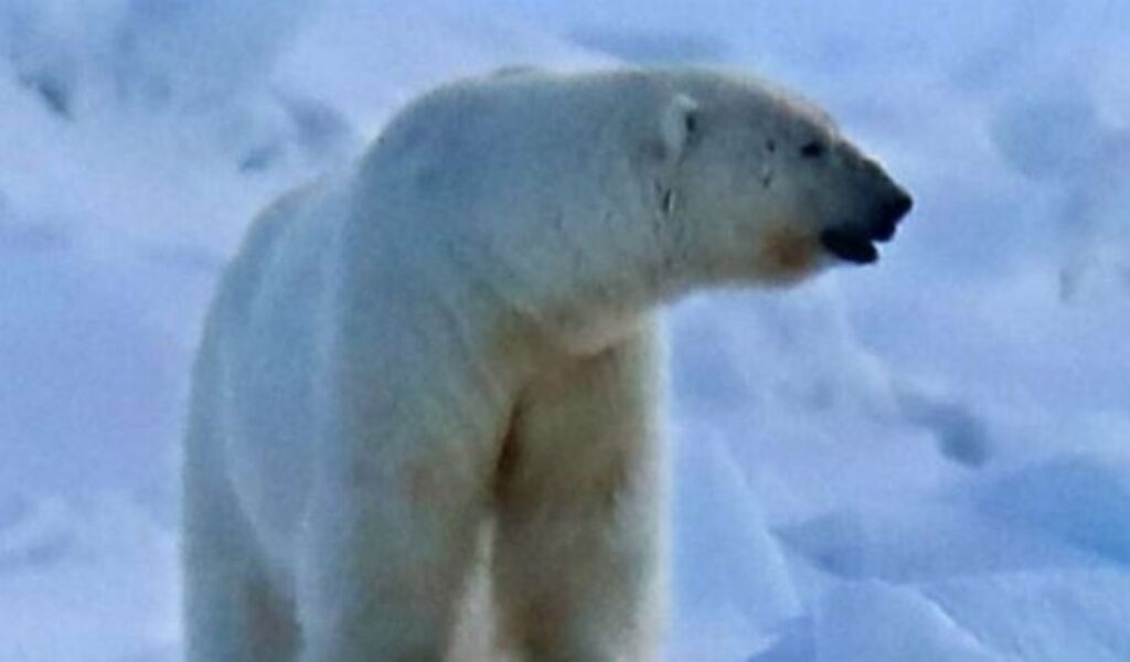 Polar Bear Attack In Alaska Kill 1