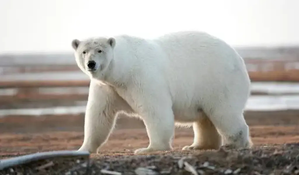 Polar Bear Attack In Alaska Kill 2