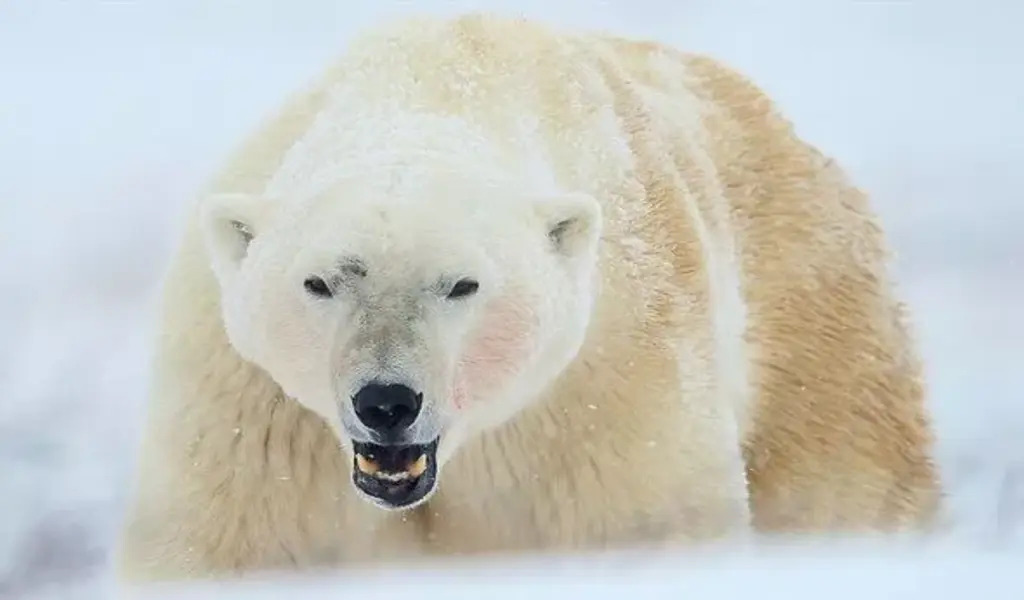 Polar Bear Attack In Alaska Kill 3