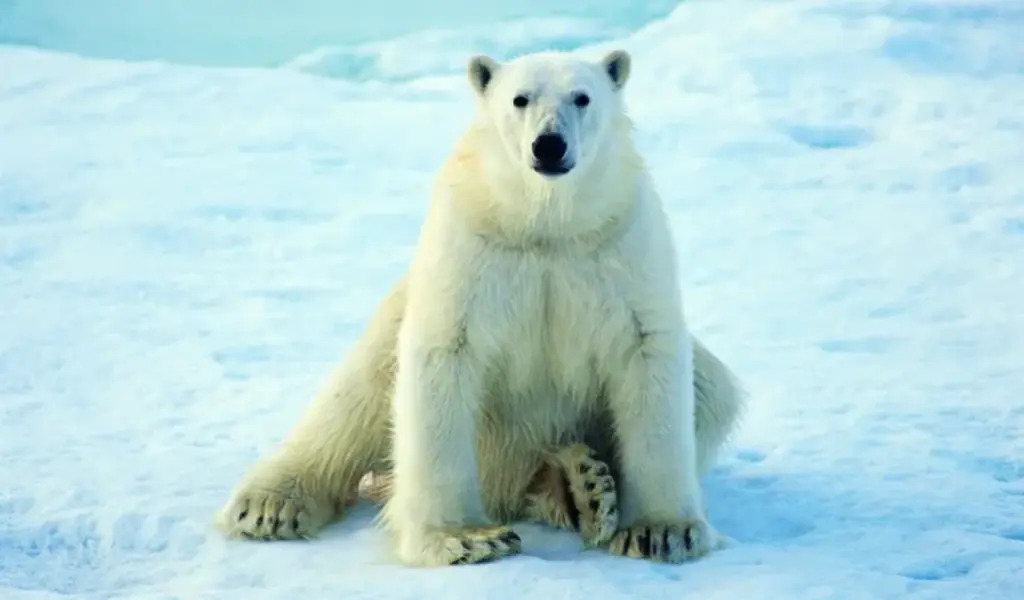 Polar Bear Attack In Alaska Kill