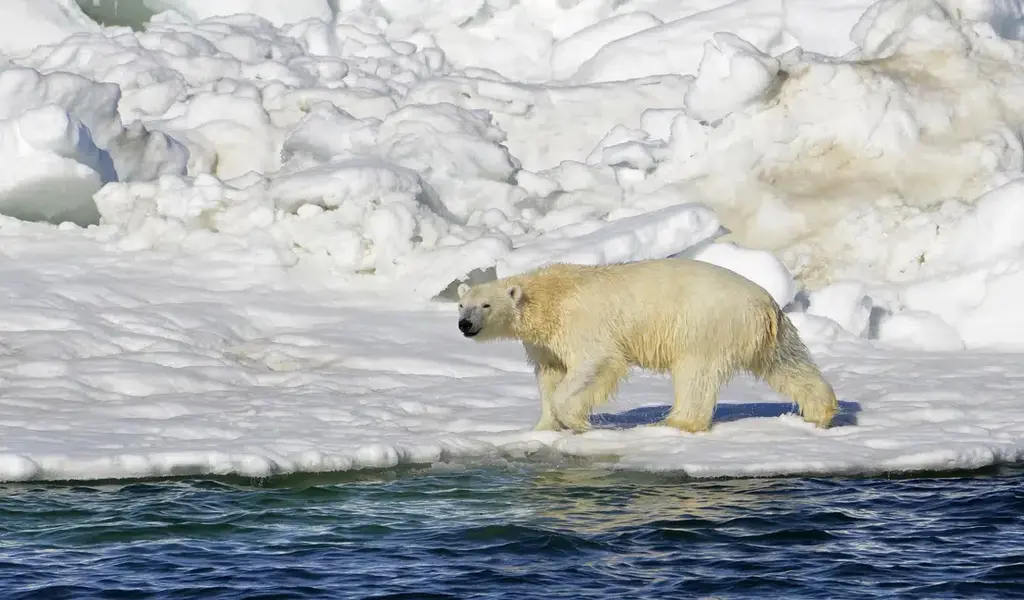Polar Bear Attack In Alaska Kills Mother & 1-Year-Old Son
