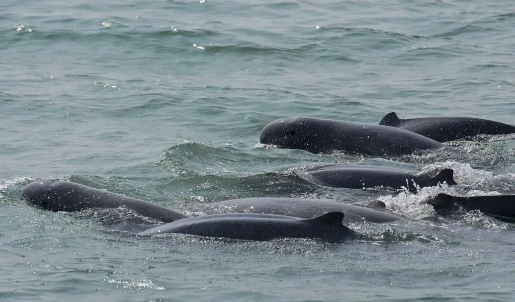 Thailand Step up to Boost Protection of Dolphins in Songkhla Lake