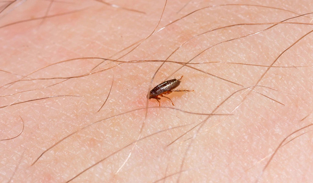 The 10 Worst Pests in Castleford, UK
