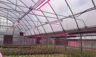 What Are You Looking For In Greenhouse Grow Lights?