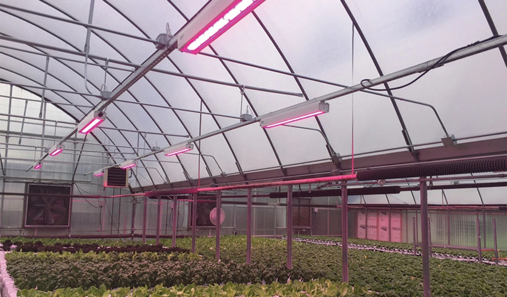 What Are You Looking For In Greenhouse Grow Lights?