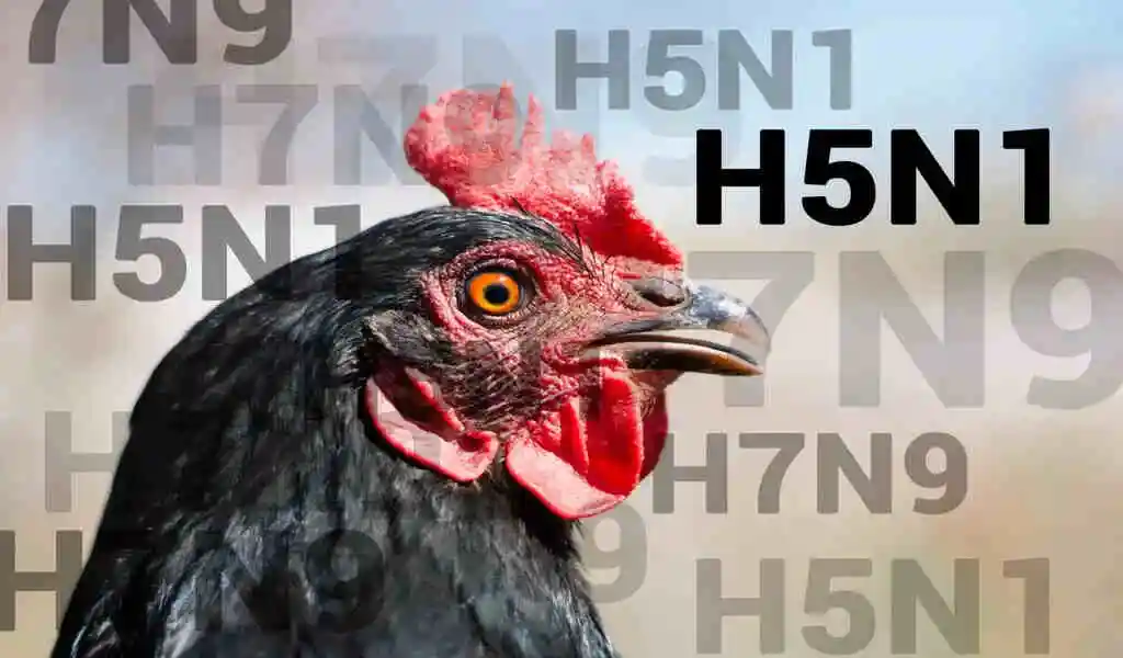 U.S. Avian Flu Hits Grocery Stores In The West