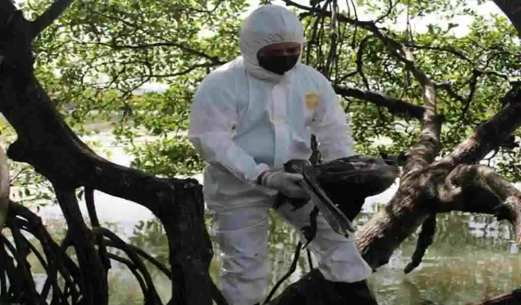 Honduran Avian Flu Emergency Declared