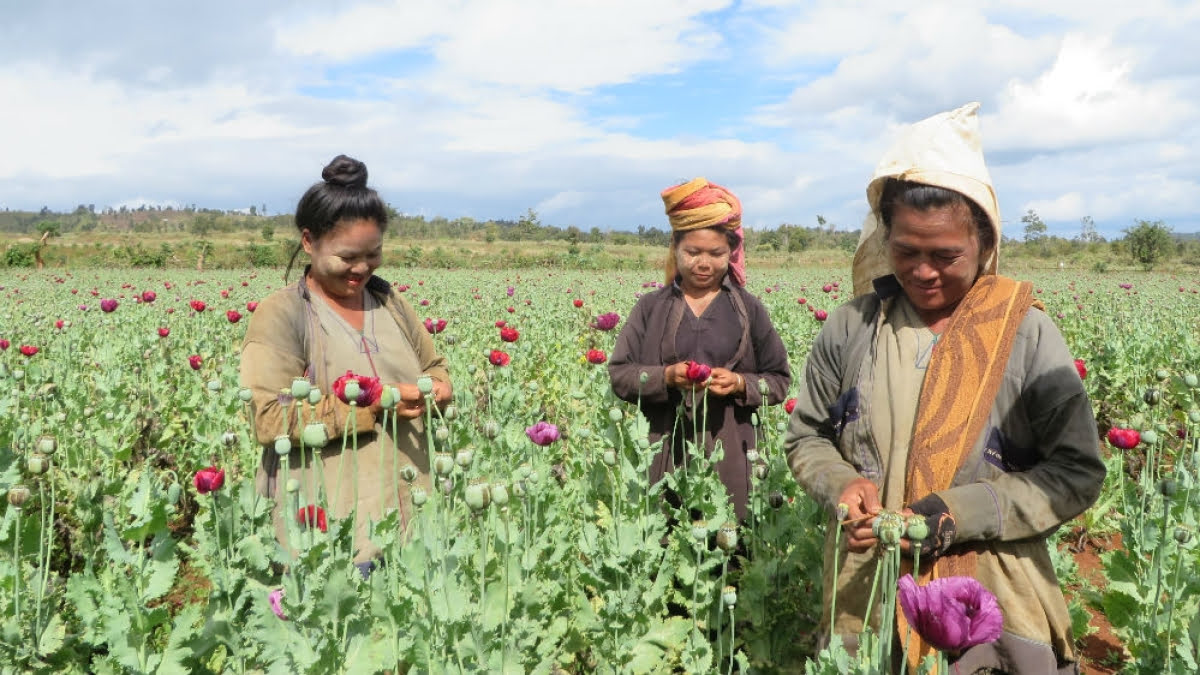 UNODC Reports Myanmar Opium Poppy Cultivation