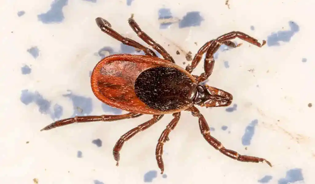Rocky Mountain Spotted Fever: Symptoms And Treatments