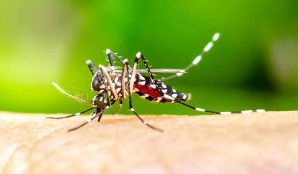 Malaria Could Be Prevented By Monoclonal Antibodies